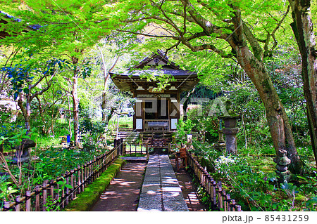 【神奈川】春の鎌倉 円覚寺の黄梅院観音堂 【神奈川】春の鎌倉 円覚寺の黄梅院観音堂 85431259