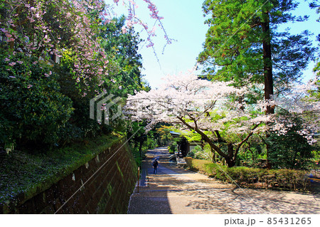 【神奈川】春の鎌倉　円覚寺境内の満開の桜 85431265