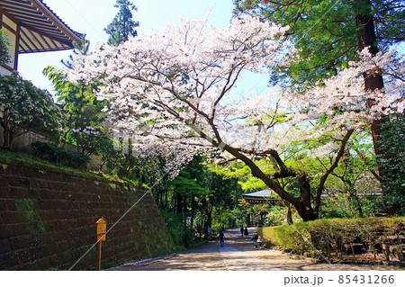 【神奈川】春の鎌倉 円覚寺境内の満開の桜 【神奈川】春の鎌倉 円覚寺境内の満開の桜 85431266