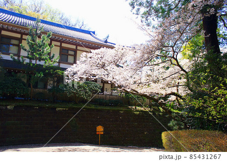 【神奈川】春の鎌倉　円覚寺境内の満開の桜 85431267