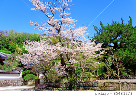 【神奈川】春の鎌倉 円覚寺の松嶺院前の満開の桜 【神奈川】春の鎌倉 円覚寺の松嶺院前の満開の桜 85431273