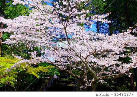 【神奈川】春の鎌倉　円覚寺境内の桜と三門（山門） 85431277