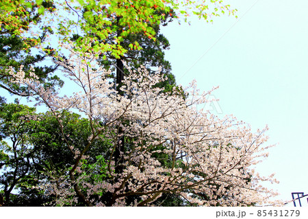 【神奈川】春の鎌倉　円覚寺総門前の満開の桜 85431279