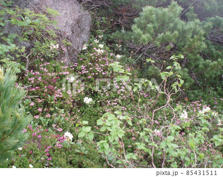エゾノツガザクラ(蝦夷の栂桜)（羅臼岳／北海道） 85431511