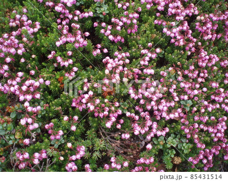 エゾノツガザクラ(蝦夷の栂桜)(羅臼岳/北海道) エゾノツガザクラ(蝦夷の栂桜)(羅臼岳/北海道) 85431514