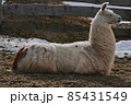Portrait of a llama seen in profile, side view 85431549