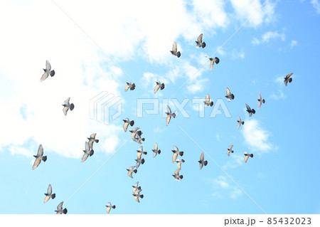 たくさんの鳥の写真素材 [85432023] - PIXTA