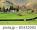 羊のいる丘陵地 85432092