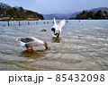 雁のいる湖の岸辺 85432098