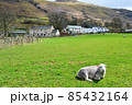 羊と牧草地 85432164