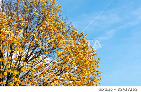 Colorful autumn leaves on blue sky background Colorful autumn leaves on blue sky background 85437265