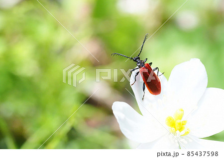 ニリンソウの花に止まるアカハネムシの一種 ニリンソウの花に止まるアカハネムシの一種 85437598