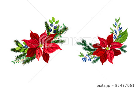 Beautiful poinsettia flower set. Christmas decorations with red flower, fir tree branches and blueberries vector illustration 85437661
