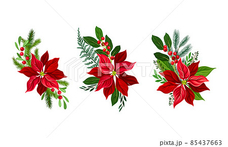 Red poinsettia flower set. Christmas decorations with beautiful flower and fir tree branches vector illustration 85437663