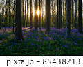 ブルーベルの花が満開を迎えたハルの森の夕景 85438213
