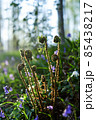 早春の森で新芽を伸ばし始めたシダ植物 85438217