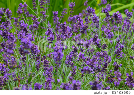 Purple fragrant lavender blooms in the field in the summer. Purple fragrant lavender blooms in the field in the summer. 85438609