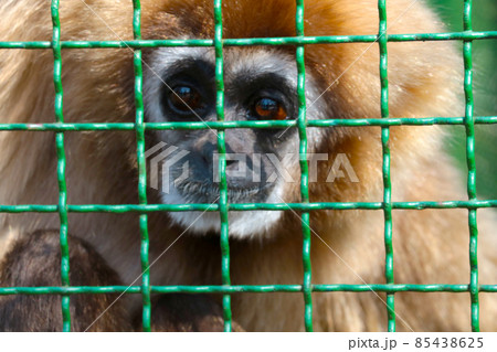 Out of focus, blurry background. Monkey behind bars. Out of focus, blurry background. Monkey behind bars. 85438625