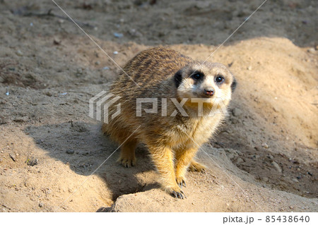 A meerkat sits on a rock and watches intently. A meerkat sits on a rock and watches intently. 85438640