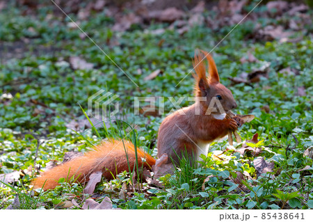 A ginger squirrel sits on the ground and eats a nut. 85438641