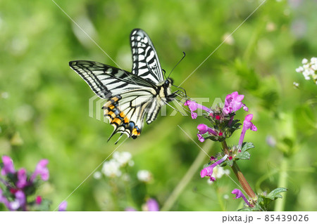 ホトケノザの花を吸蜜中のナミアゲハ（アゲハ） 85439026