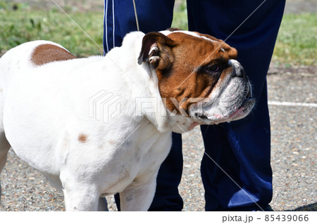 English bulldog (bull dog) on a walk English bulldog (bull dog) on a walk 85439066