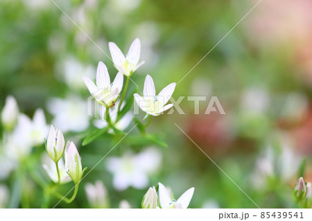 センブリの花 85439541