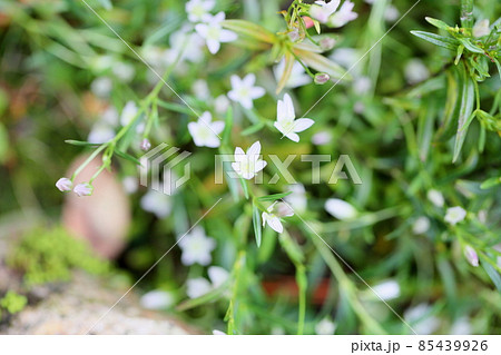 センブリの花 85439926