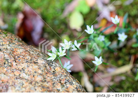 センブリの花 センブリの花 85439927