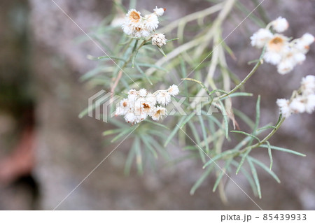 カワラハハコの花 カワラハハコの花 85439933