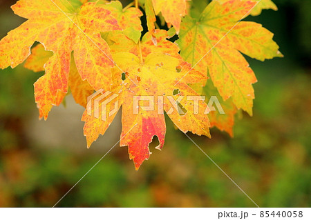 紅葉 カジカエデの葉 紅葉 カジカエデの葉 85440058