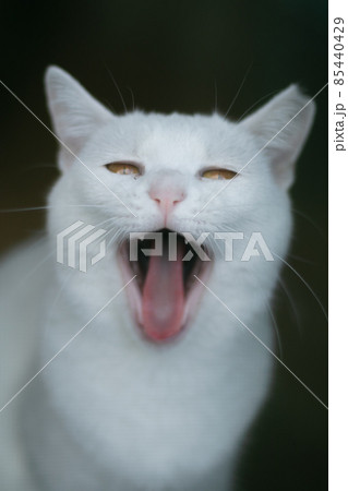 大口開ける白猫の写真素材 [85440429] - PIXTA