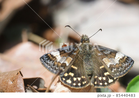 ミヤマセセリ(メス) ミヤマセセリ(メス) 85440483