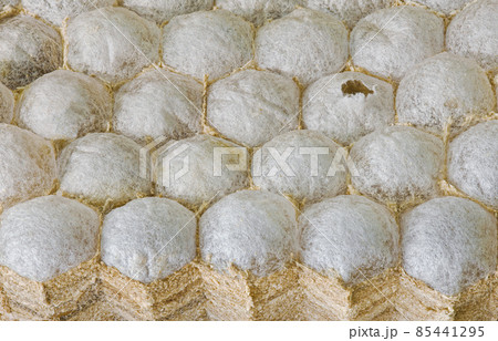 European Hornet Nest Background 85441295