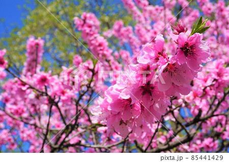 晴れた日の梅の花 晴れた日の梅の花 85441429