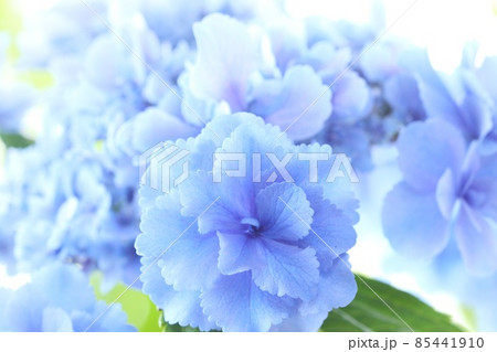 青いアジサイ おはよう という品種 八重の花がきれいの写真素材