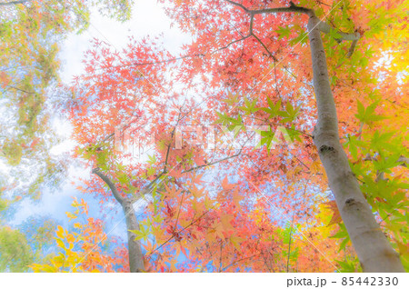 紅葉し始めた紅葉 紅葉し始めた紅葉 85442330