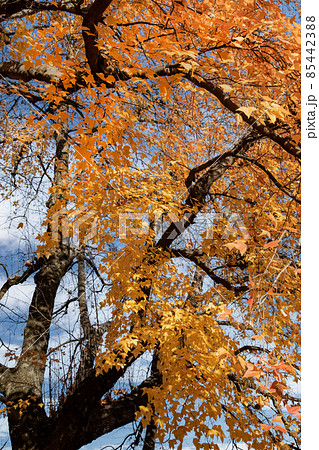 市街地の紅葉風景です。護国神社前にある上八丁堀の官庁街です。広島県 85442388