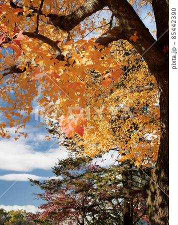 市街地の紅葉風景です。護国神社前にある上八丁堀の官庁街です。広島県 85442390
