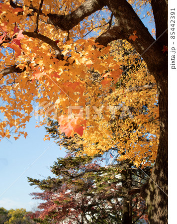 市街地の紅葉風景です。護国神社前にある上八丁堀の官庁街です。広島県 85442391