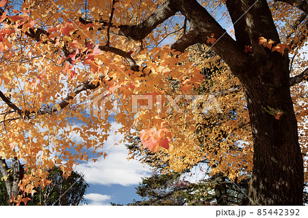 市街地の紅葉風景です。護国神社前にある上八丁堀の官庁街です。広島県 85442392
