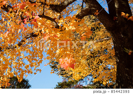 市街地の紅葉風景です。護国神社前にある上八丁堀の官庁街です。広島県 市街地の紅葉風景です。護国神社前にある上八丁堀の官庁街です。広島県 85442393