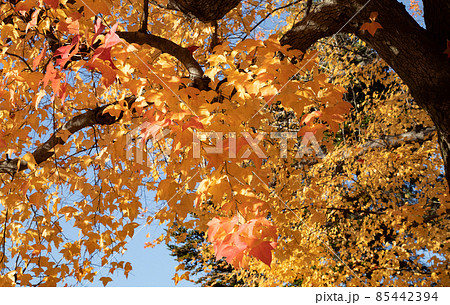 市街地の紅葉風景です。護国神社前にある上八丁堀の官庁街です。広島県 85442394