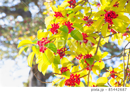 縁起のよい木のクロガネモチの葉と赤い実です。幸せを呼ぶ場面にどうぞ。 縁起のよい木のクロガネモチの葉と赤い実です。幸せを呼ぶ場面にどうぞ。 85442687