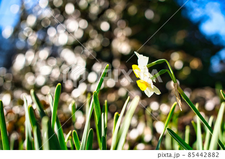 水仙の花 85442882