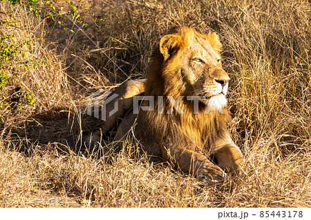 クルーガー国立公園のサファリで朝陽を見つめる雄ライオン 85443178