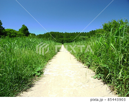 初夏の葦原の中の白い道風景 85443903