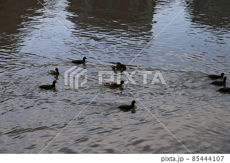 冬の埼玉県蓮田市を流れる元荒川で泳ぐオオバンの群れ 85444107