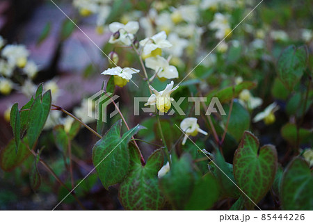 朝陽の中のイカリ草 朝陽の中のイカリ草 85444226
