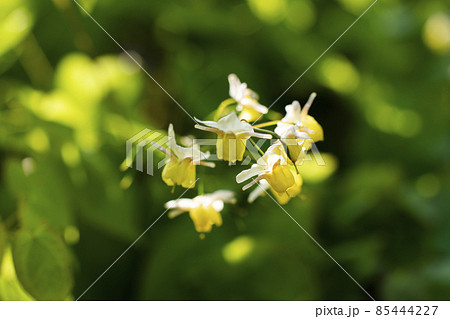 朝陽の中のイカリ草 朝陽の中のイカリ草 85444227